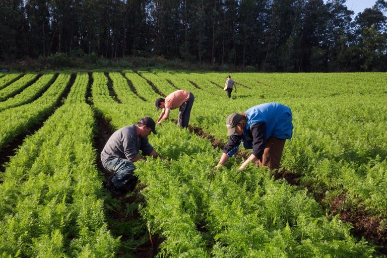 Bioeconomia e agroecologia: soluções visíveis da COP 30 para gerar impacto positivo