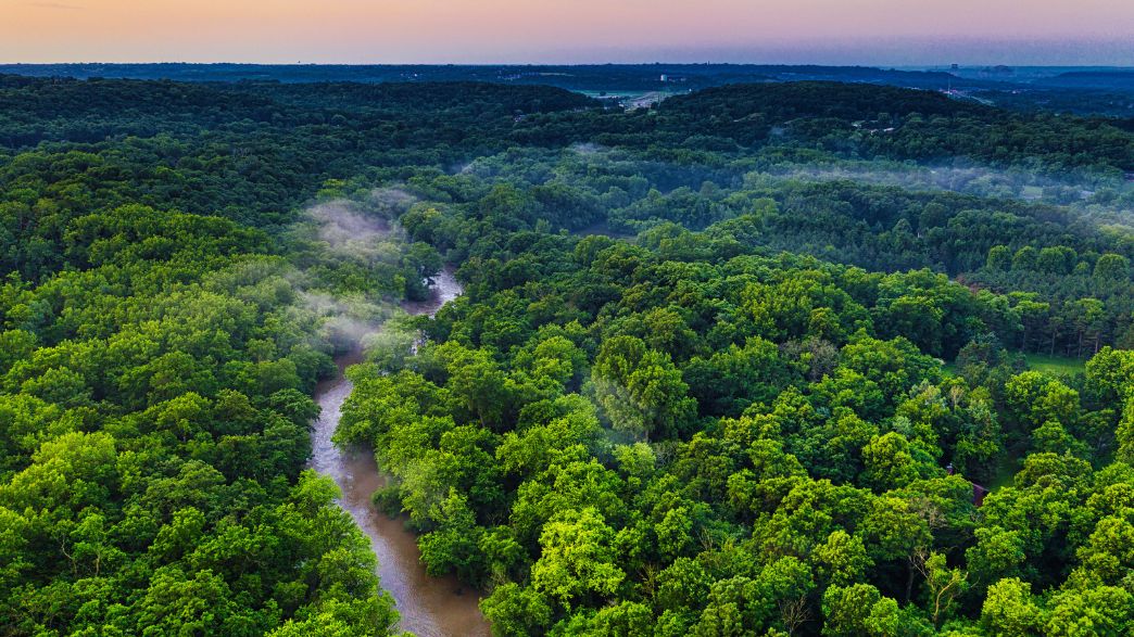 Florestas como solução: financiamento, conservação e o papel da Amazônia na COP 30